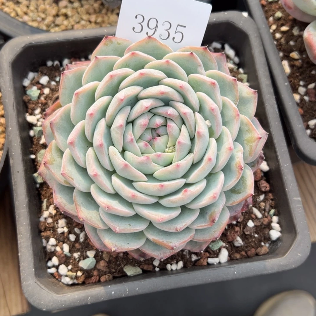 S****g3935多肉多多多多多