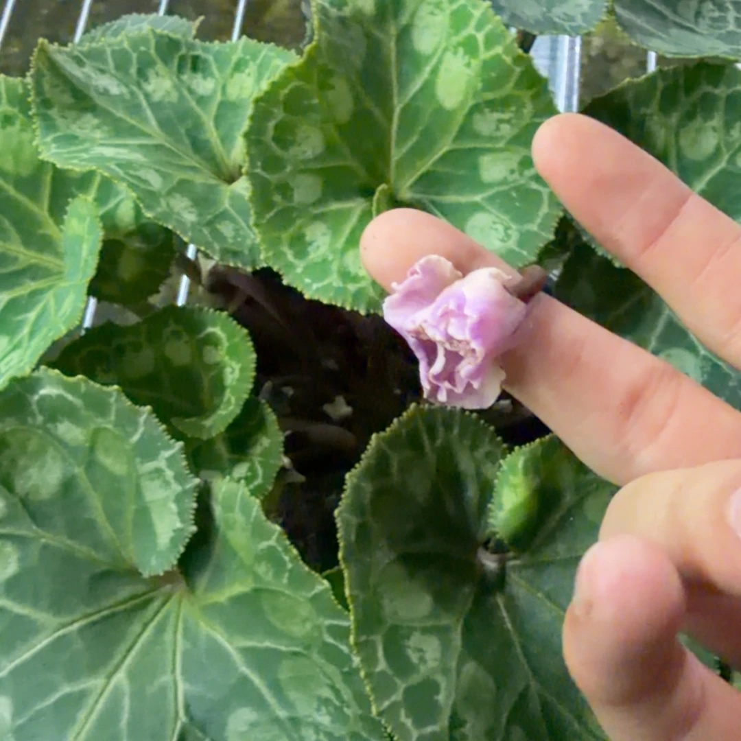 大部分花苞少量开放