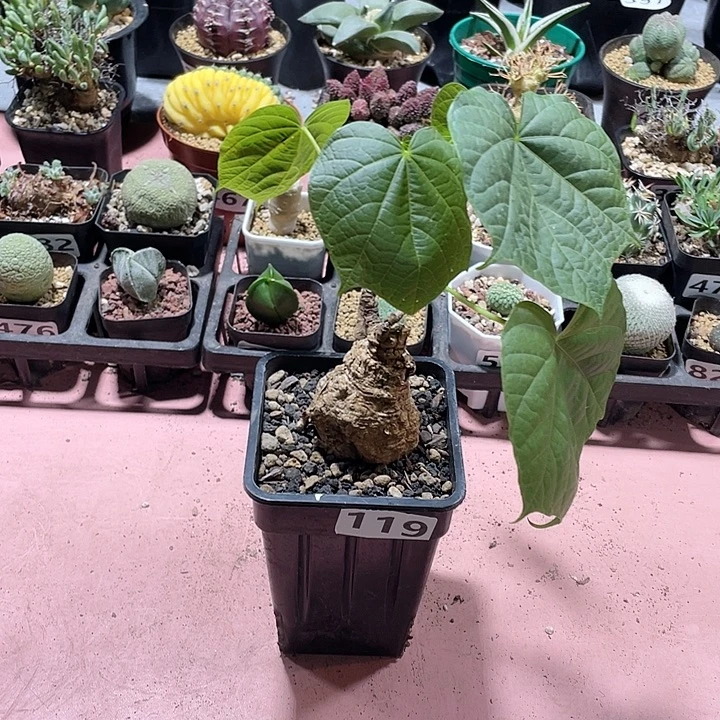 119泰国龟甲火桐块根