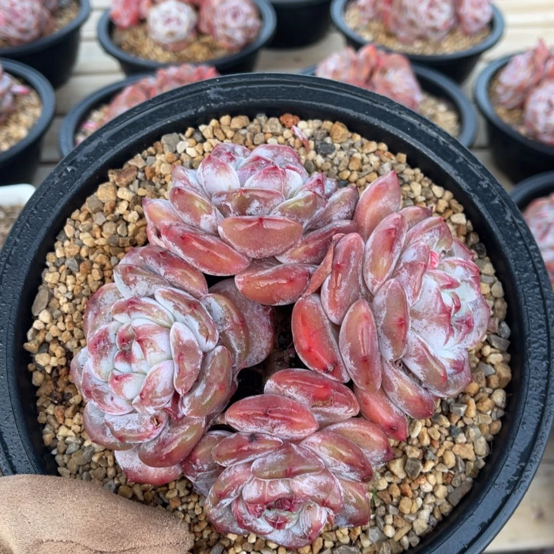 一物一拍不支持退换