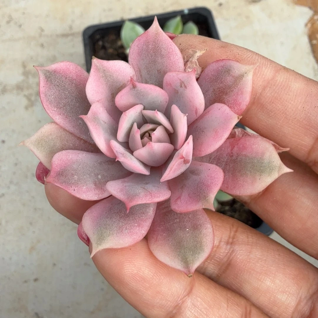 一的推进福利到如今