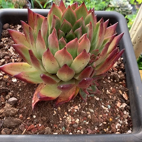 美肉特价活动开始啦