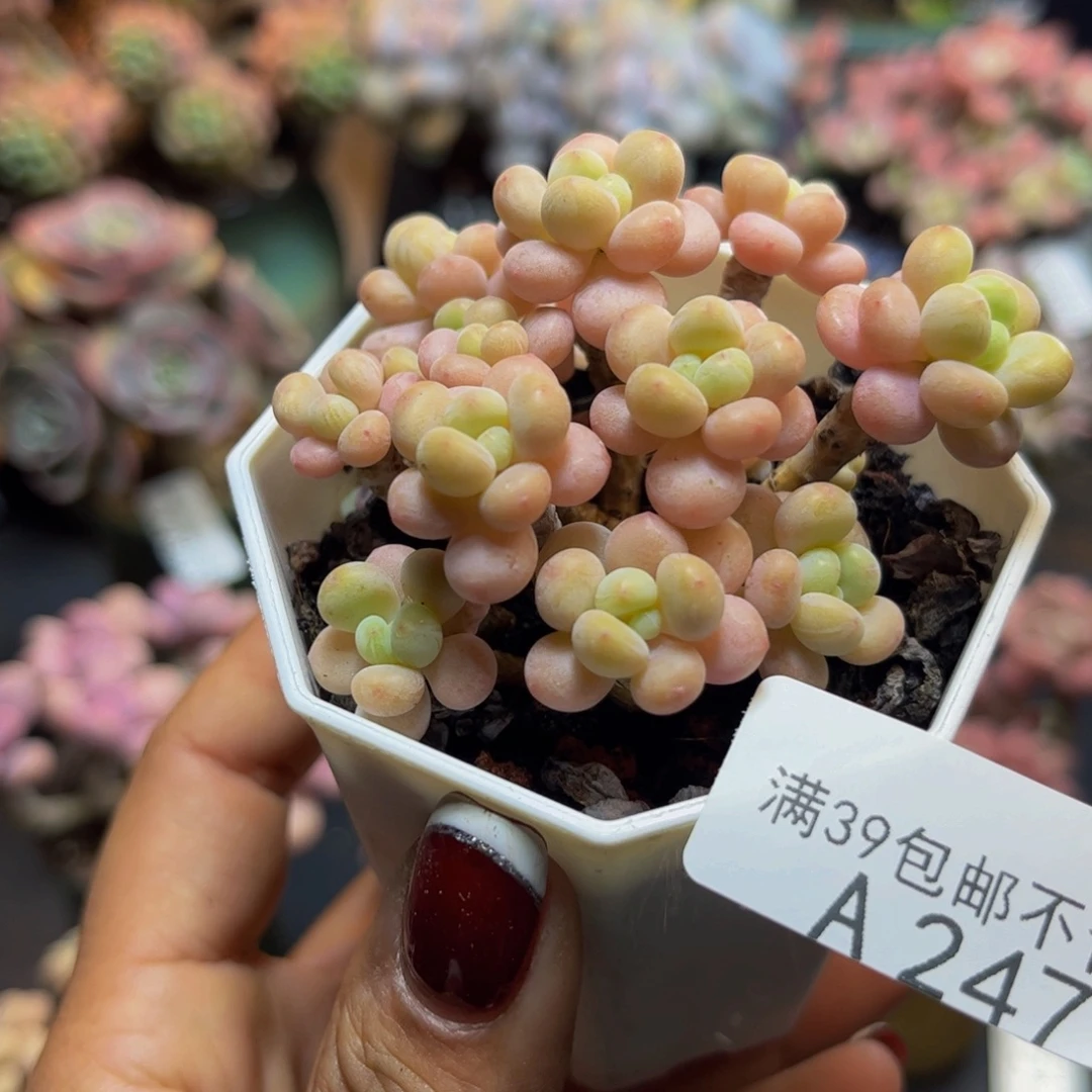 花朵鱼子酱2471/7cm