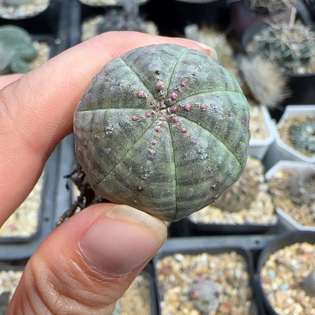 028自根欧布多肉2.9