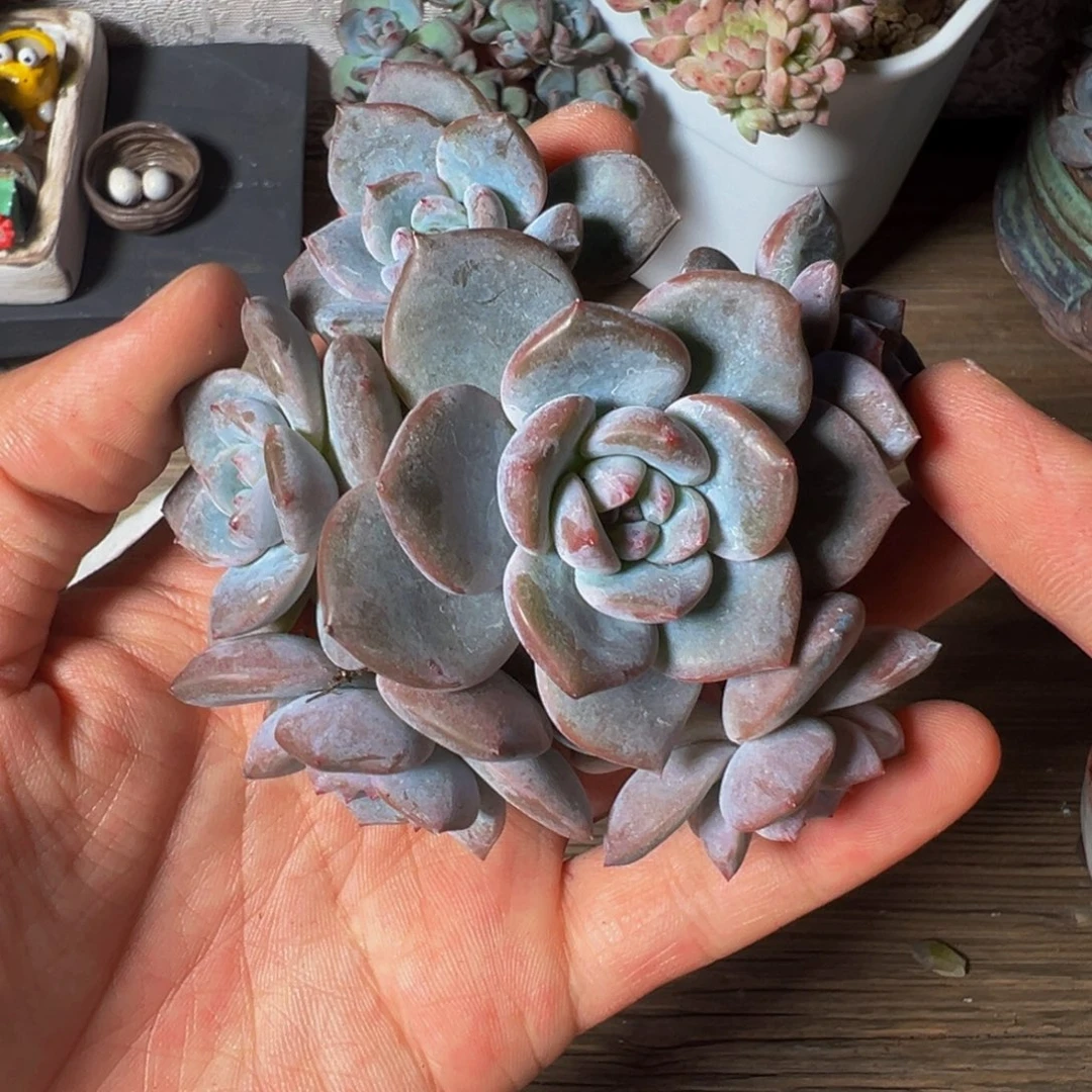 星影 星影 星影 星影