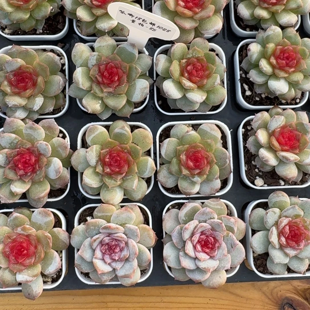 1028-85-富士山下单头量拍