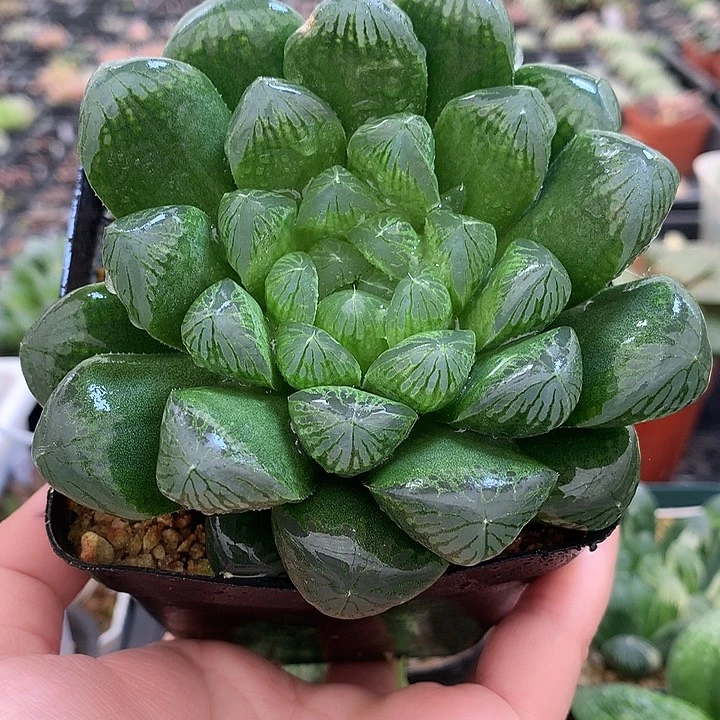 实生玉露一物一拍