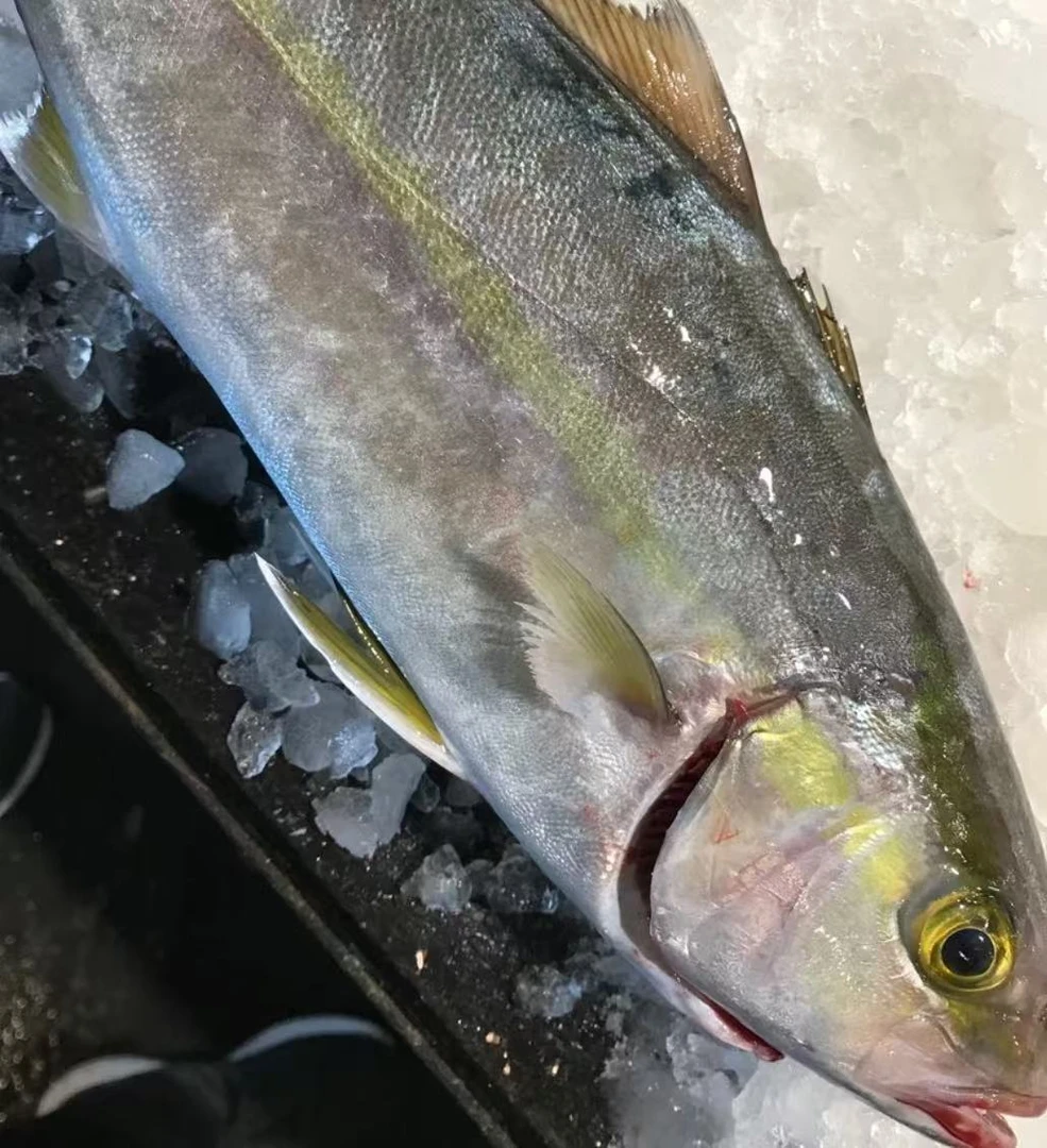 章红鱼【直播现称】现称鱼/虾/蟹 等海鲜易直播间称重商品为准