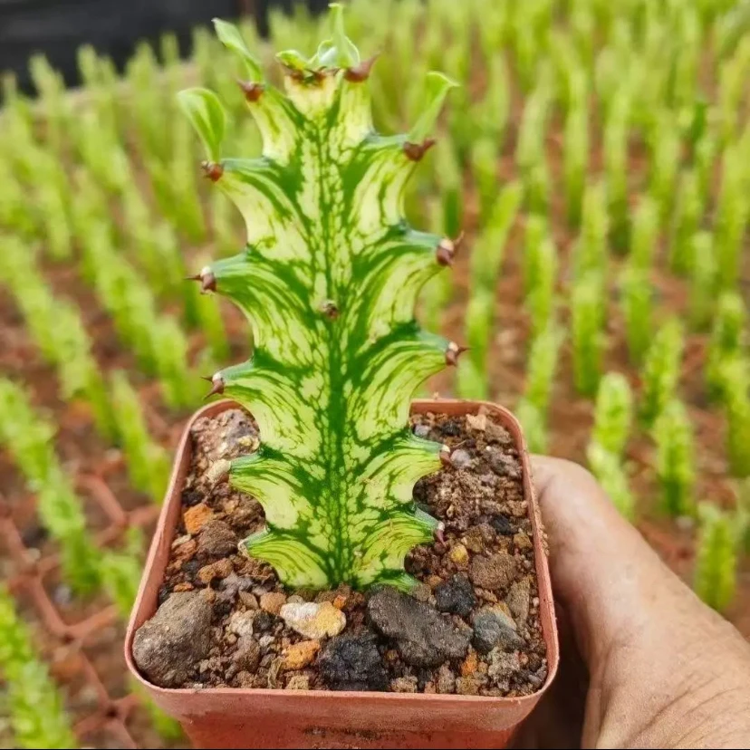 龙骨锦仙人掌自然锦室内吸甲醛防辐射易养美观绿植