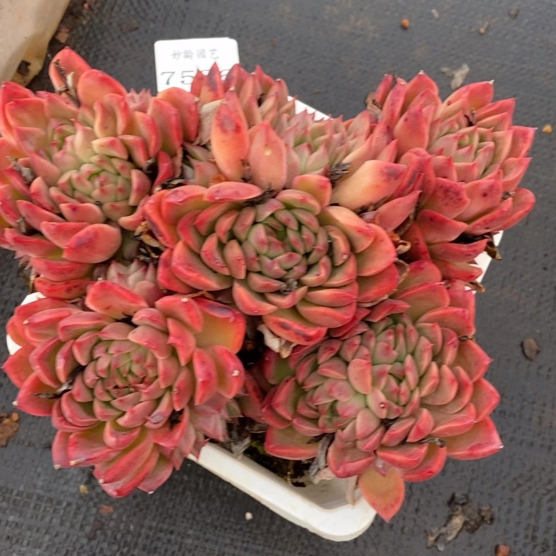 7536杂交多肉老桩基地