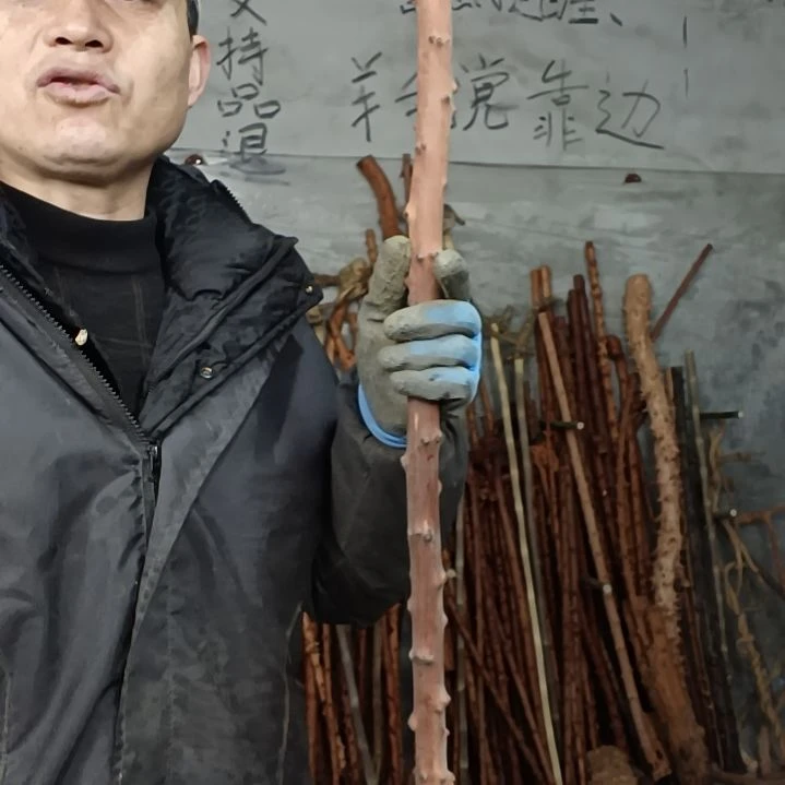 稳定木孤***龙贵州檬子木   铁马鞭   根艺  半成品