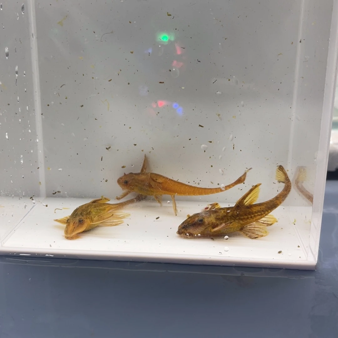 孔雀鱼红蜻蜓两条开箱视频报损