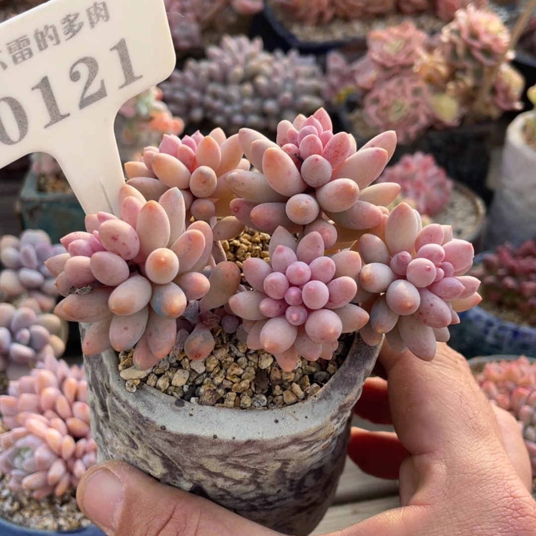 初****ɞ0121婴儿手指不带盆啦啦啦