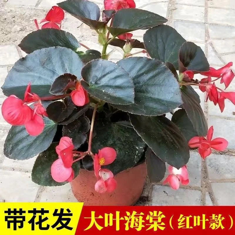 大花大叶海棠盆栽比格海棠室内庭院好养四季开花玻璃翠带花带花苞