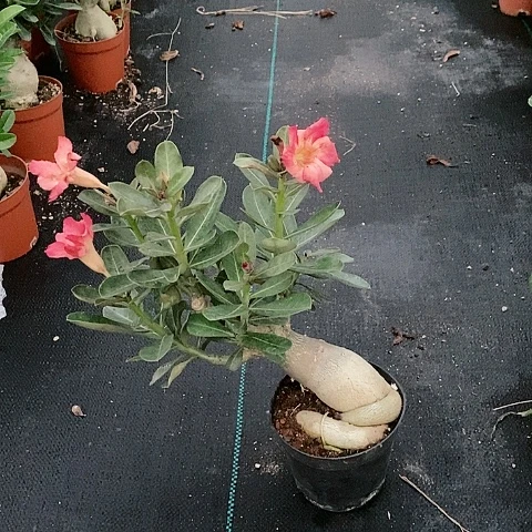 【闪购商品】无花朵花*者