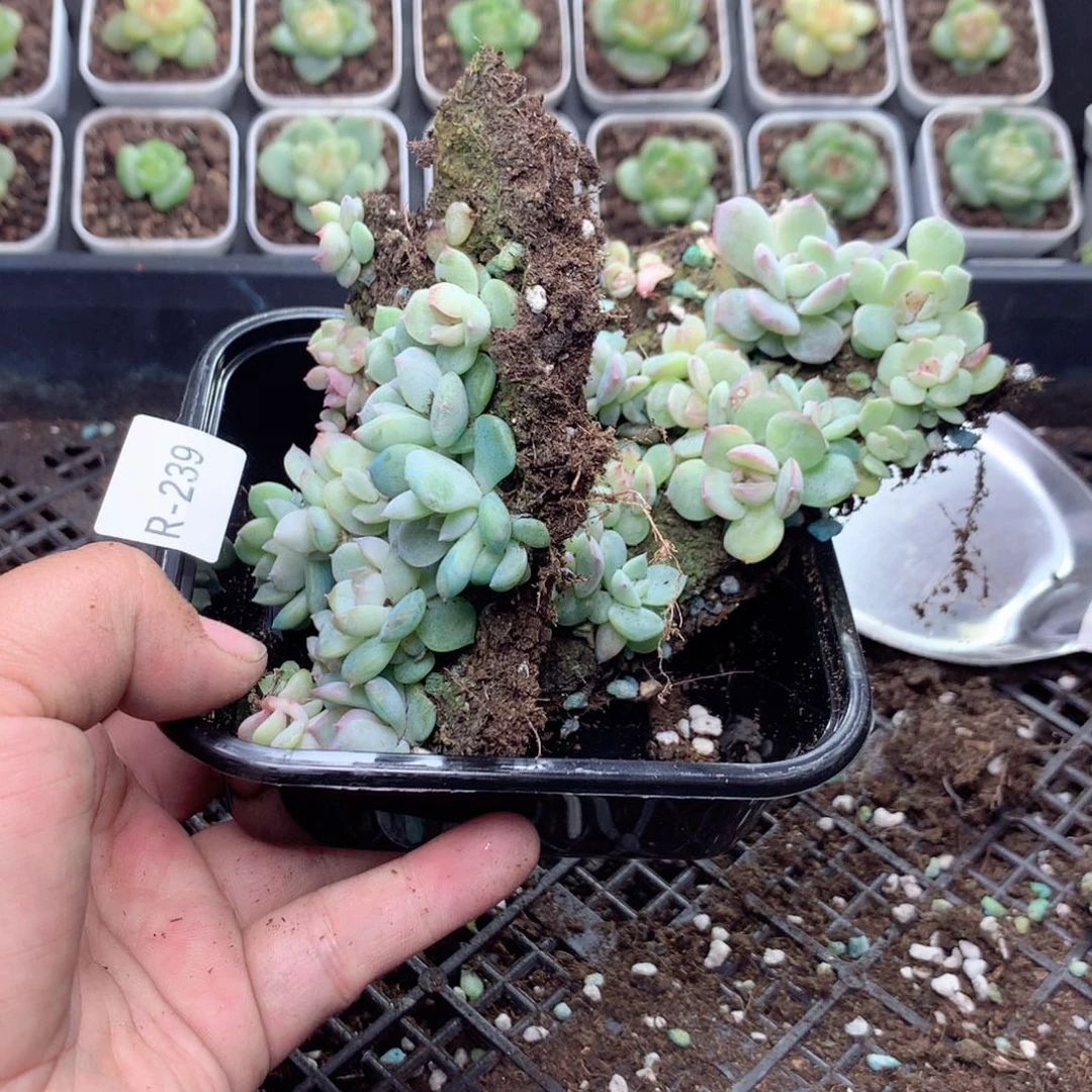 无花朵R239月英语英语