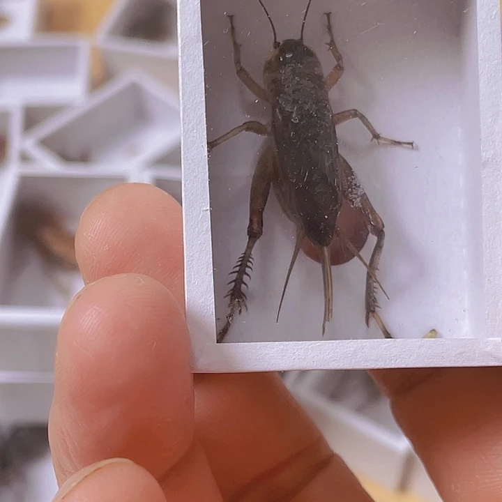 与***师黑虫1啊啊啊啊啊啊啊