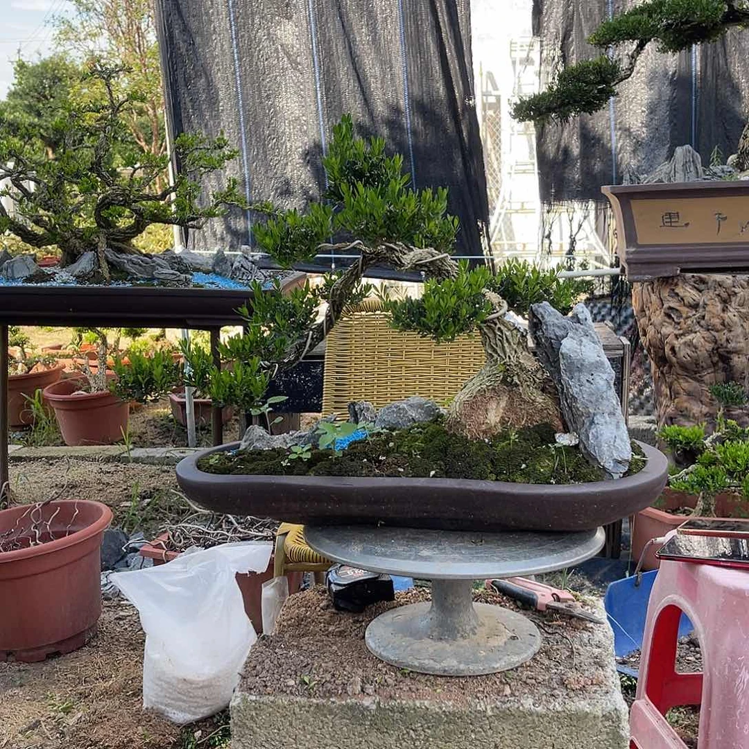 当前无花栽培后可以开花