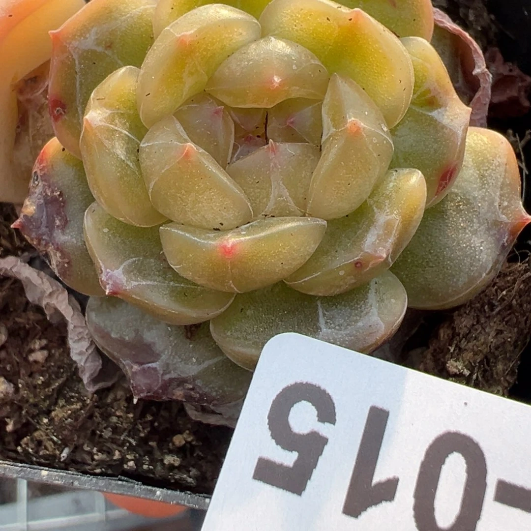 小卡拉米糖心一物一拍25-15