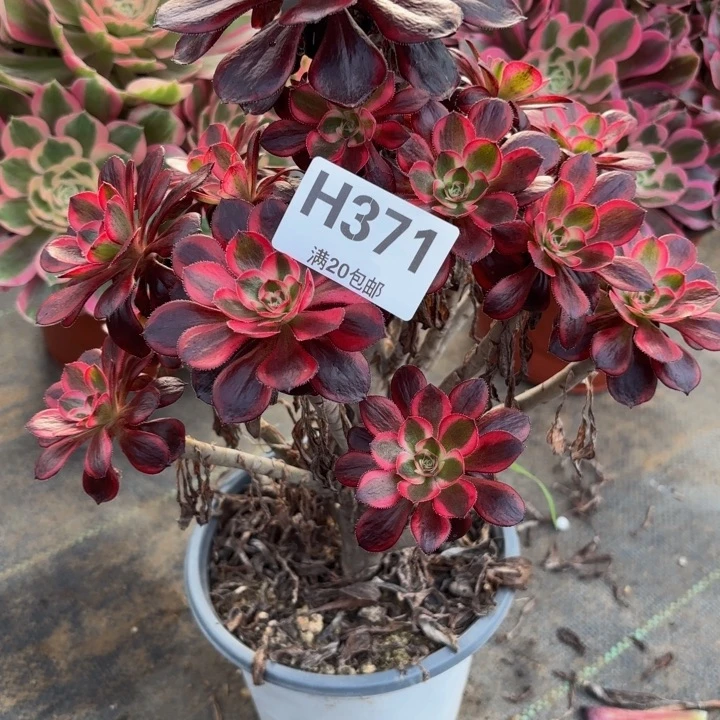 瑞妈。。。。。371香，有断，