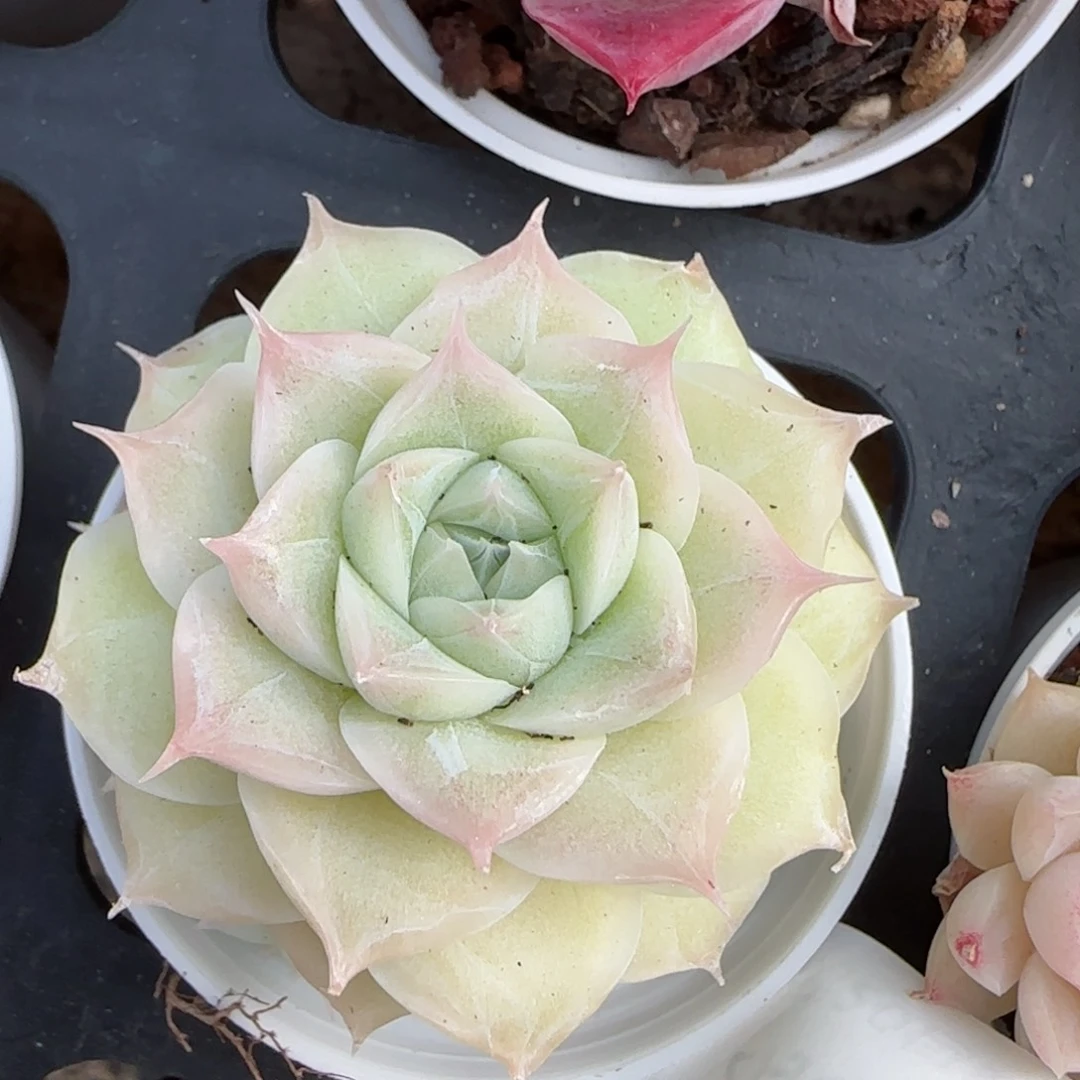 花语逸镜0208-588