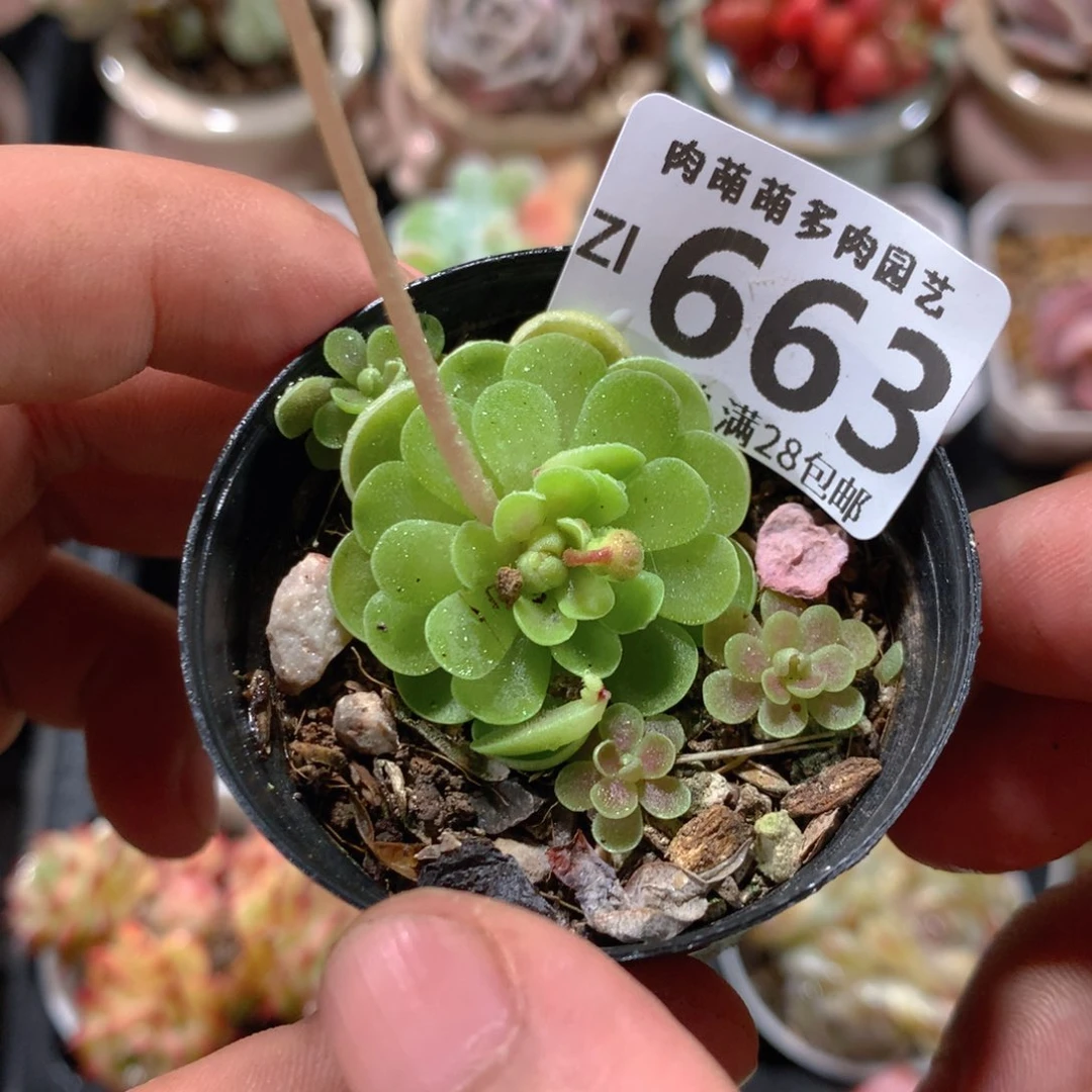 5CM拇指盆精控多肉ZI663