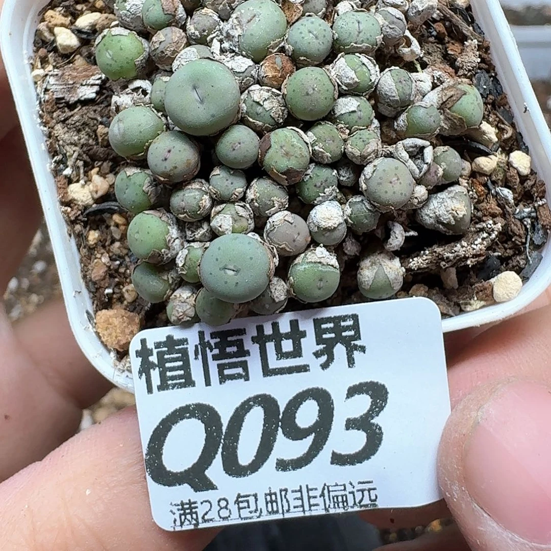 多肉植物的润泽尺寸v