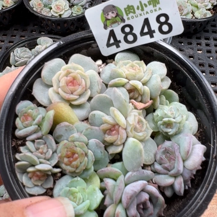 多肉植物多肉植物