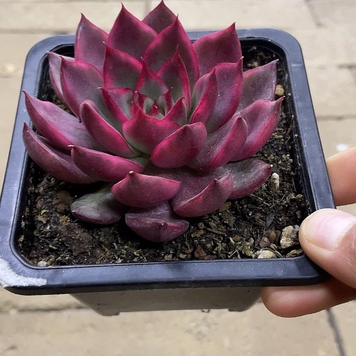 漂亮玛丽亚锦一物一拍