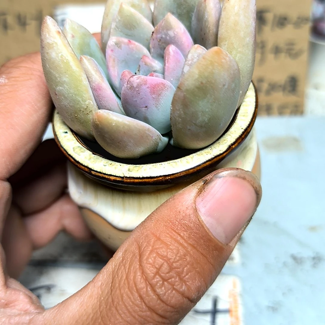 满6元包邮，奥普俩颗