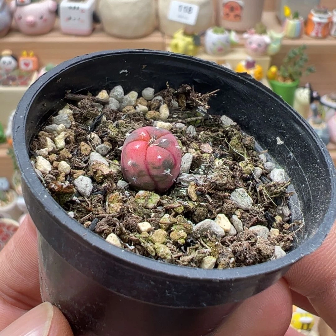 多肉植物实付9.9元包邮146号