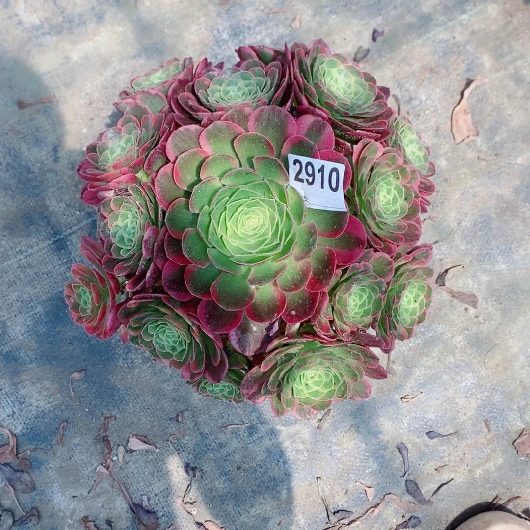 奶白2910多肉11111