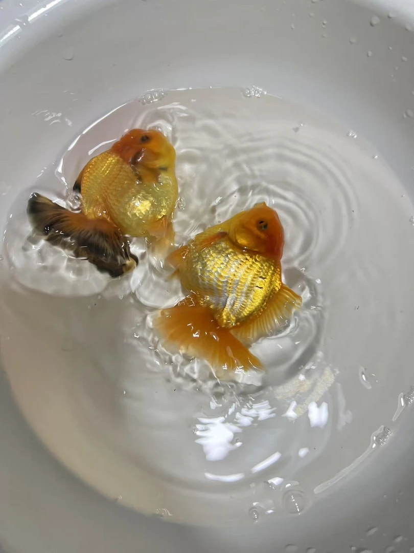 观赏鱼泰师金鱼F1小亚成一组2条