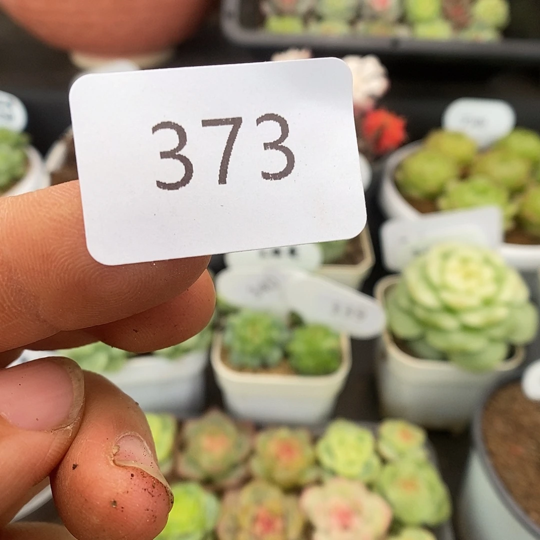 马***？一物一拍一物一拍926-373