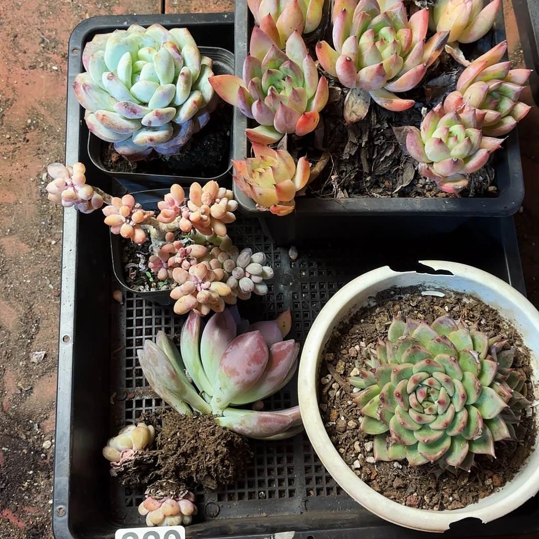 多肉植物空拍229号