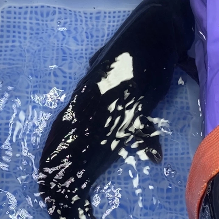 锦鲤冷水锦鲤（无开箱视频不售后）