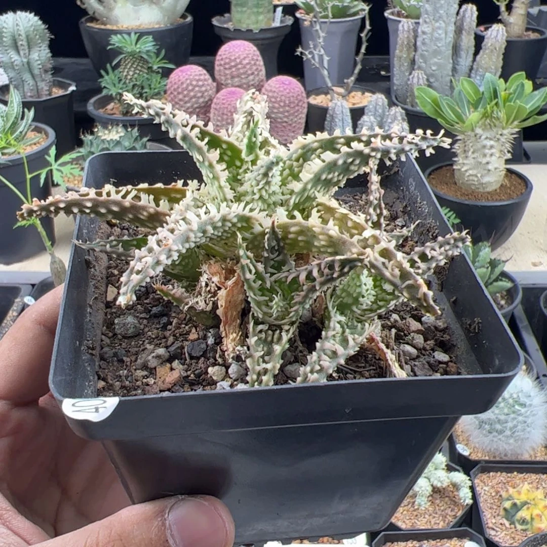 芦荟一物一拍默认脱土发