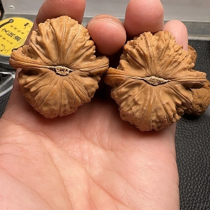 把件文玩核桃31号白狮子43尺精修