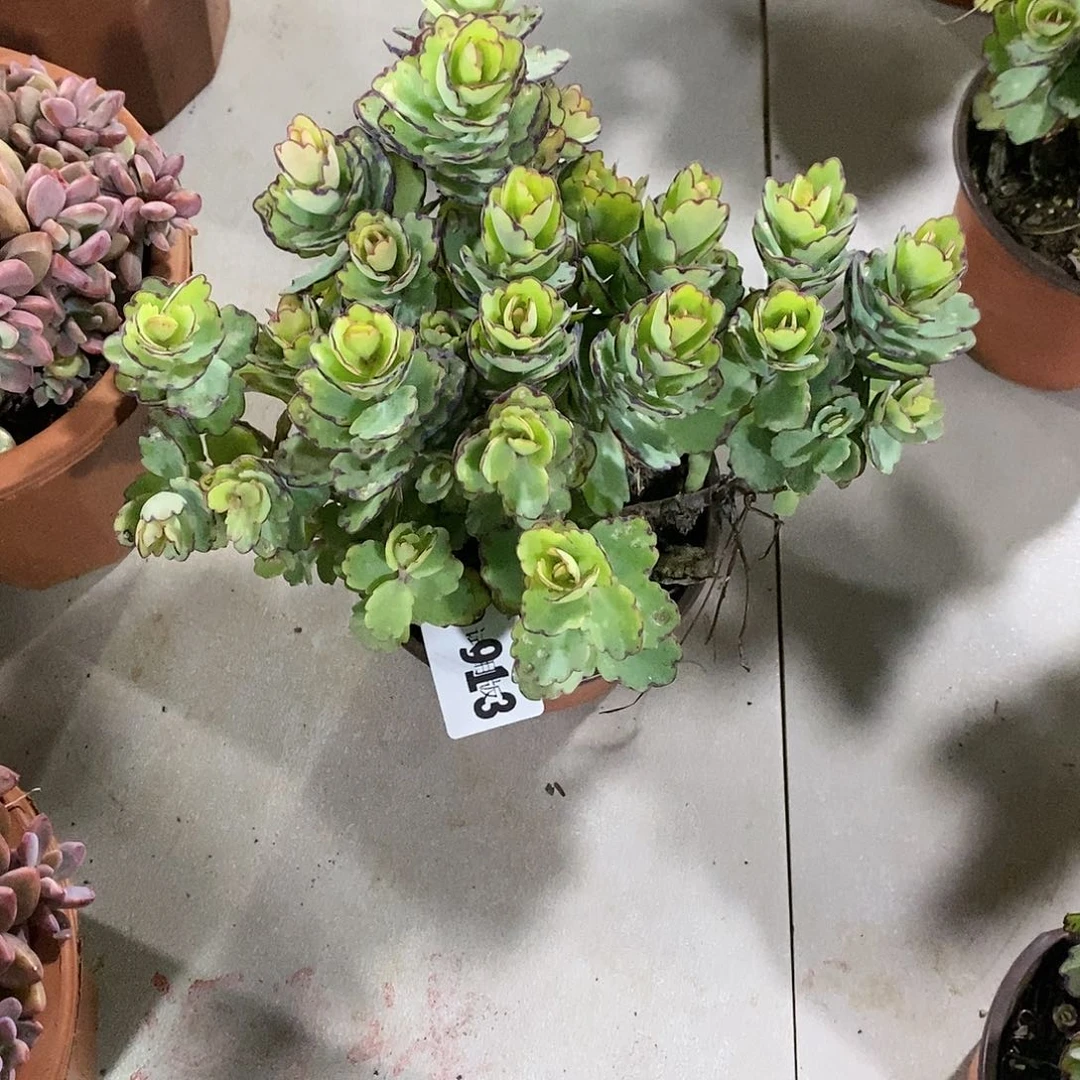 香*913锦绣牡丹多肉