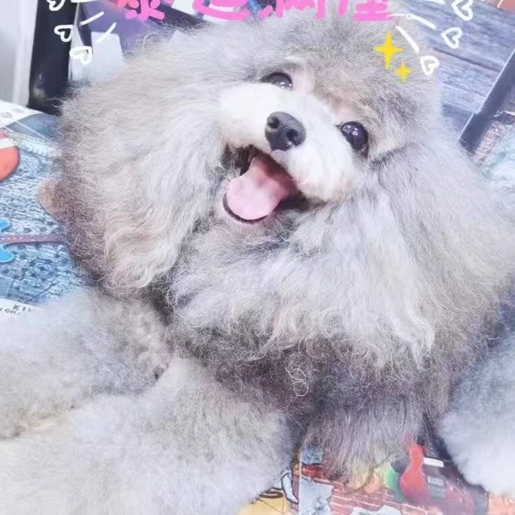 【灰泰迪花泰迪】泰迪活体狗狗宠物