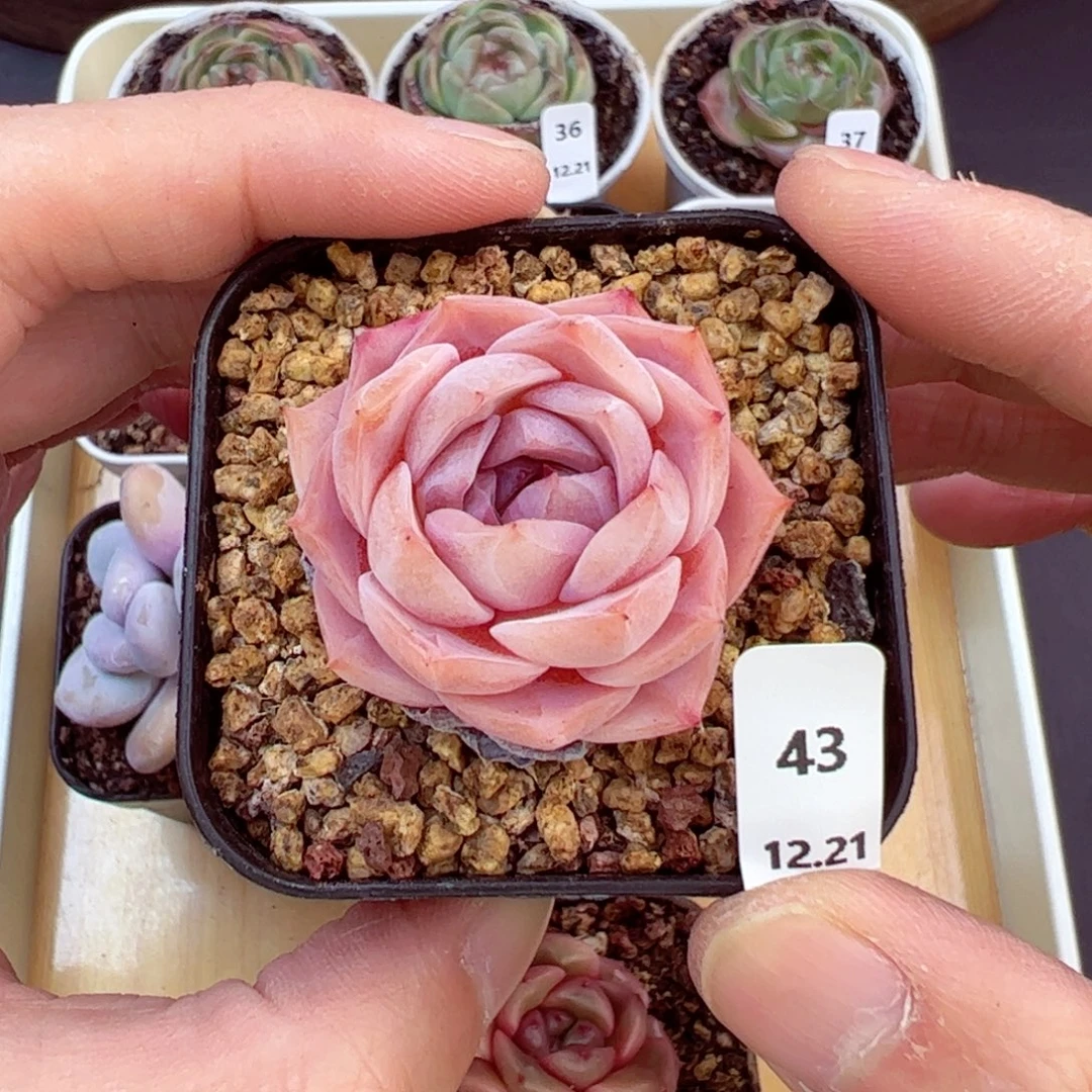 好好看43、哈哈哈哈