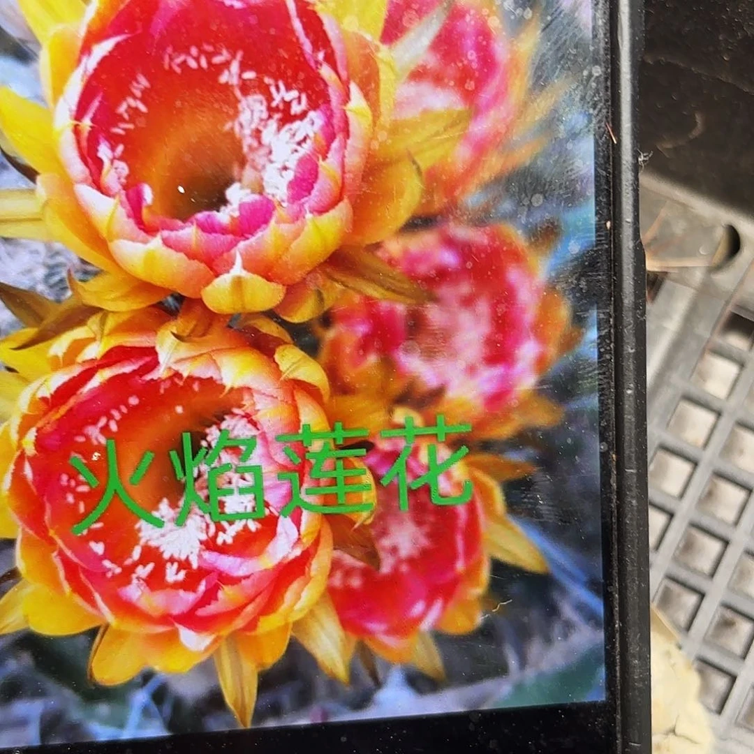 火焰莲花彩侧牙20包邮仙人球44