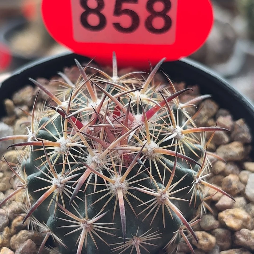 仙人球实生琥爪玉