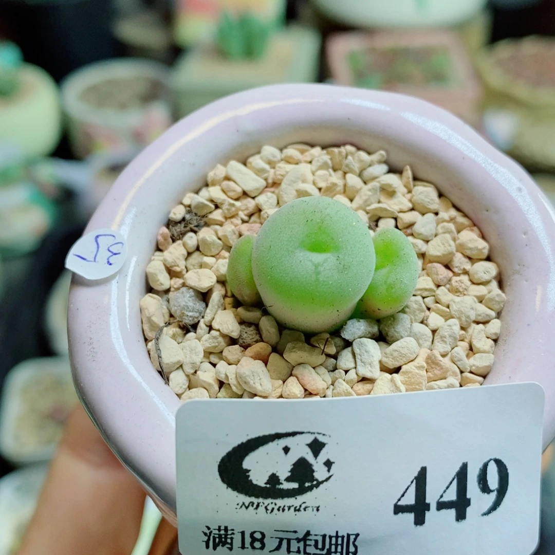 生石花花花花花花花花449
