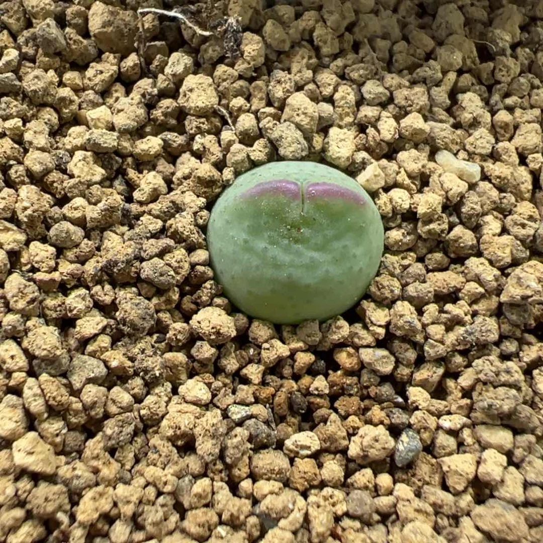 4-106白花皮卡丘多肉植物