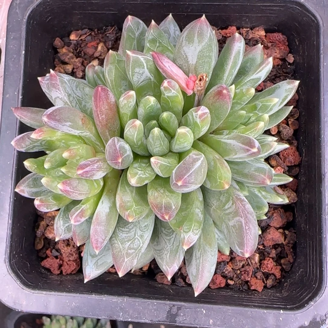 从前慢多肉编号炫彩星小群