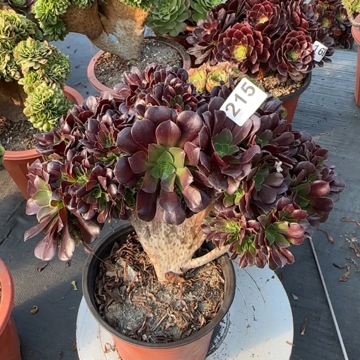 果***肉多肉植物欧紫缀215