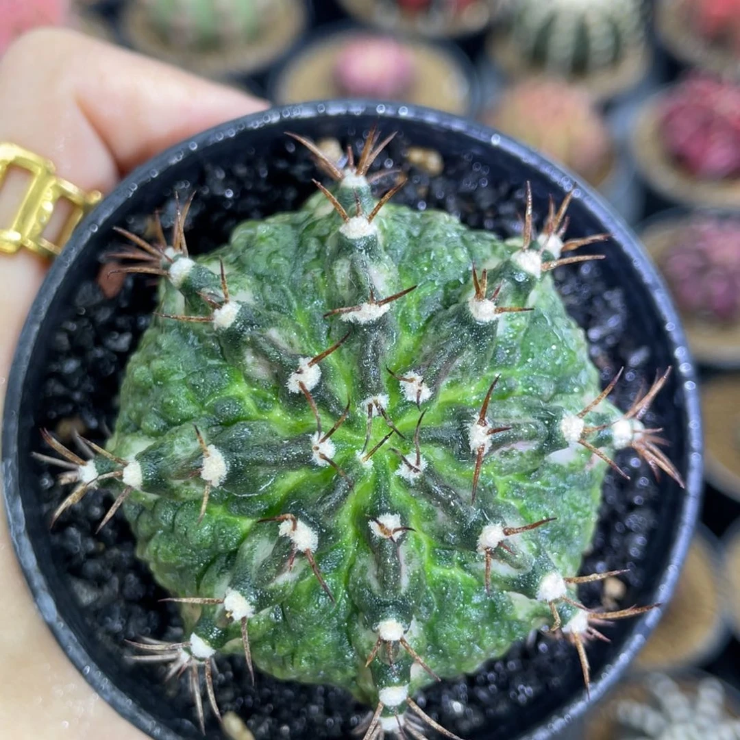 米哈星球000000009