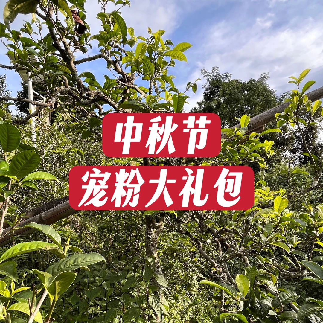中秋宠粉礼包【冰岛老寨69号】普洱生茶