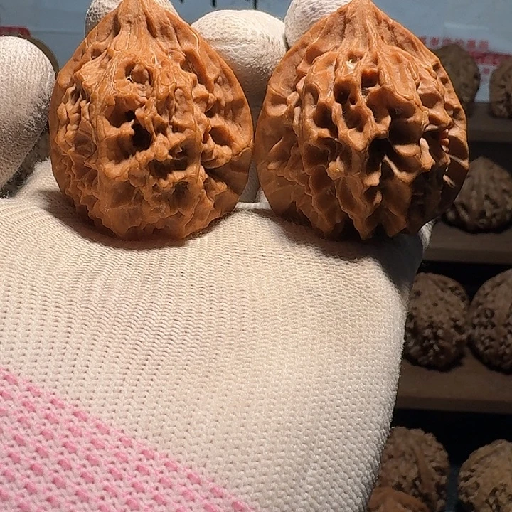 秦岭野生帝王官帽